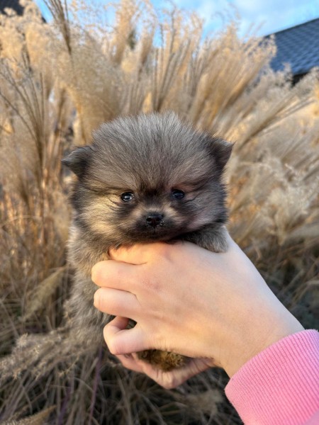 Keeshond nestje 
