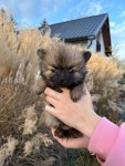 Keeshond nestje 