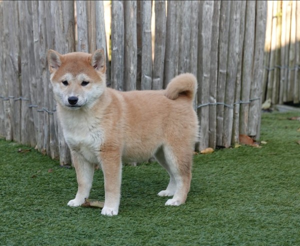 Shiba Inu (teef) 70477