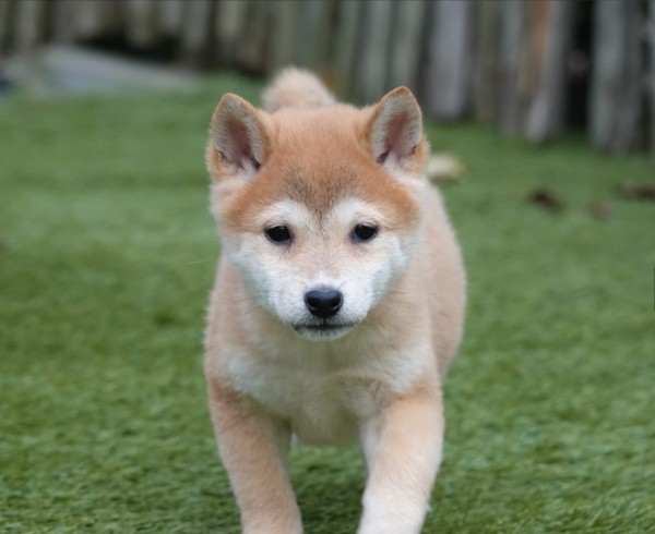 Shiba Inu (teef) 70477