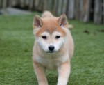 Shiba Inu (teef) 70477