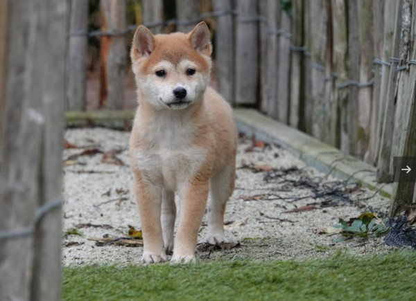 Shiba Inu (teef) 70477