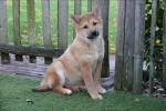 Shiba Inu (teef) 72084