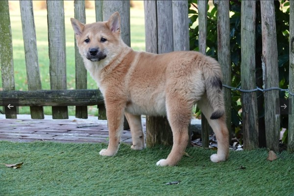 Shiba Inu (teef) 72084