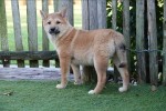 Shiba Inu (teef) 72084