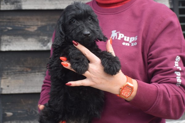 Labradoodle (teef) 72791