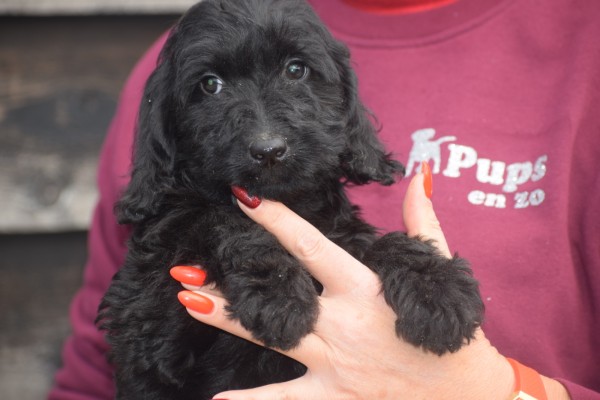 Labradoodle (teef) 72791