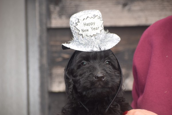 Labradoodle (teef) 72791