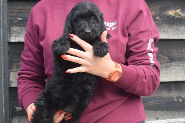 Labradoodle (teef) 72791