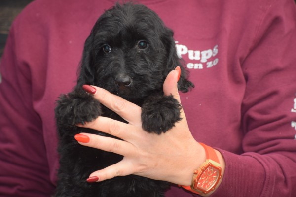 Labradoodle (teef) 72791