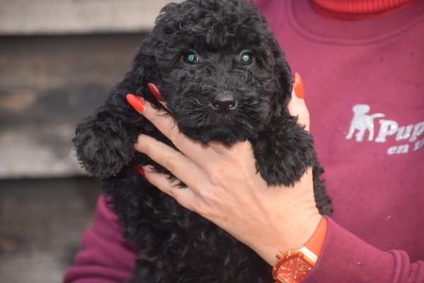 Labradoodle (teef) 77853