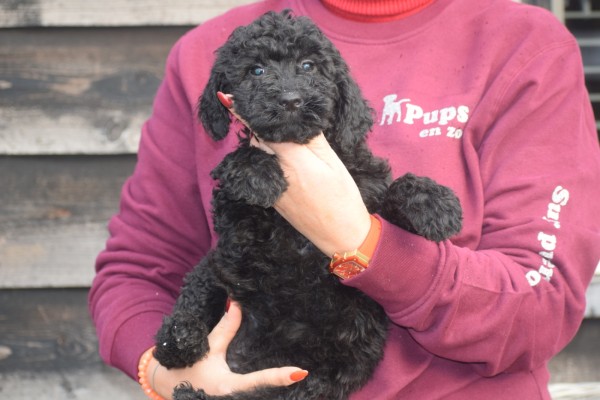 Labradoodle (teef) 77853