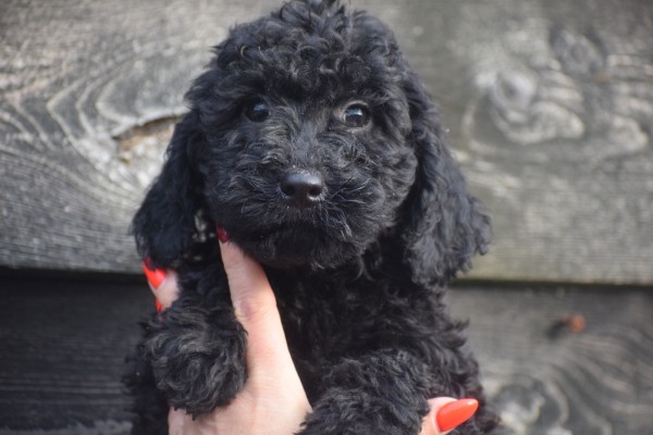 Labradoodle (teef) 77853