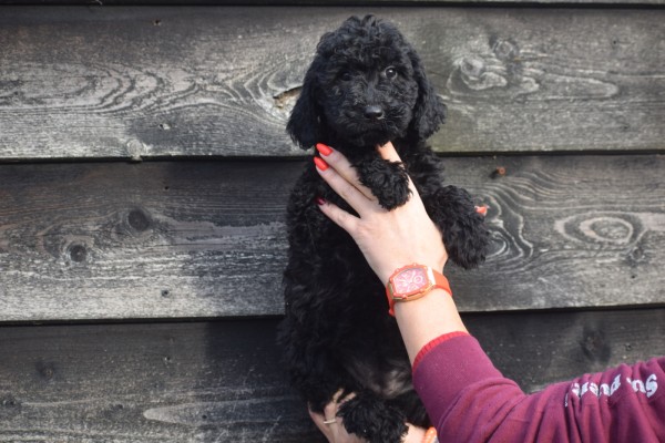 Labradoodle (teef) 77853