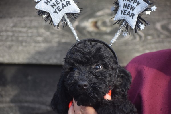 Labradoodle (teef) 77853