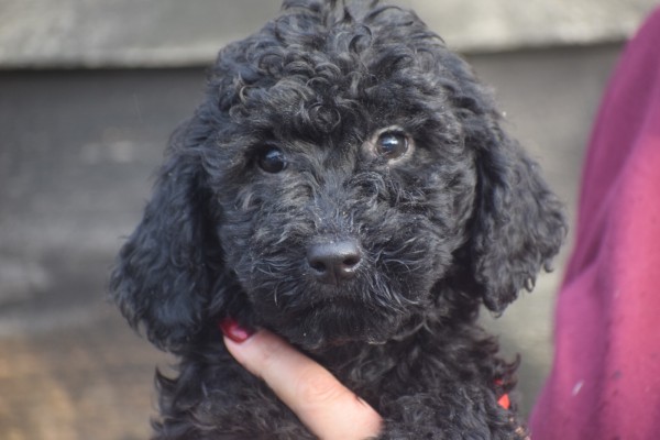 Labradoodle (teef) 77853