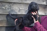 Labradoodle (reu) 72509