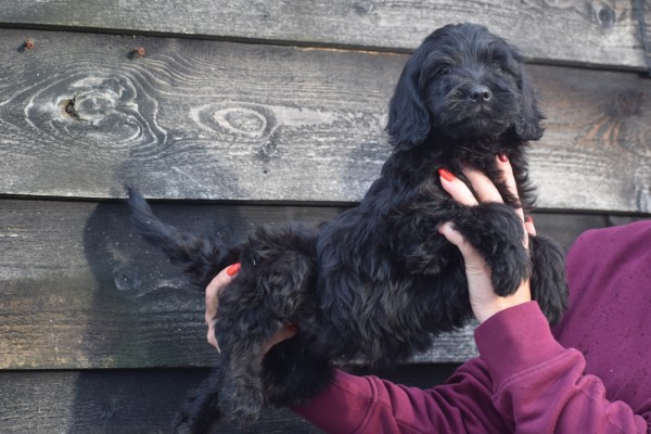 Labradoodle (reu) 72509