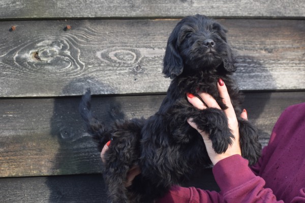 Labradoodle (reu) 72509