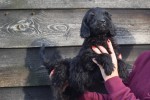 Labradoodle (reu) 72509