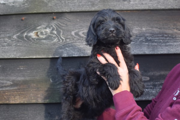 Labradoodle (reu) 72509