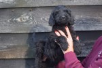 Labradoodle (reu) 72509