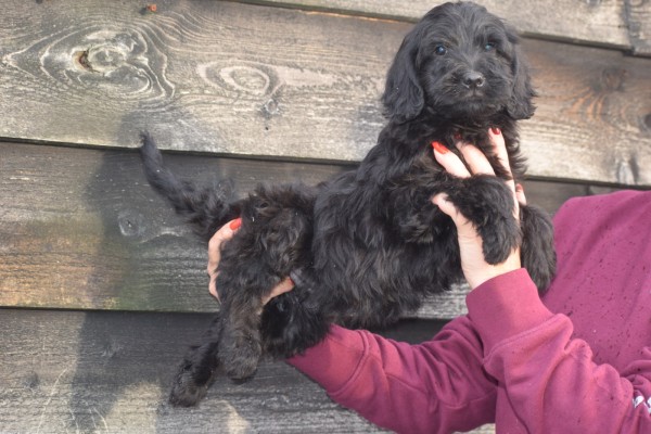 Labradoodle (reu) 72509