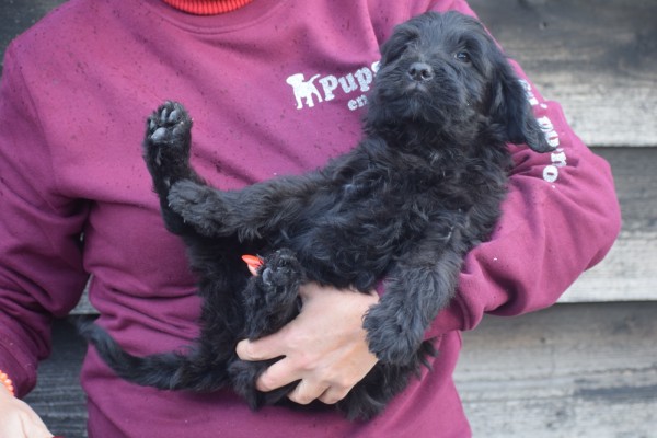 Labradoodle (reu) 72509