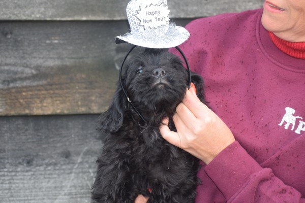 Labradoodle (reu) 72509