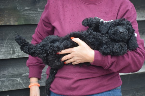 Labradoodle (teef) 79027