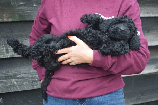 Labradoodle (teef) 79027