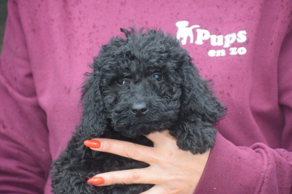 Labradoodle (teef) 77799