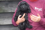 Labradoodle (teef) 71843