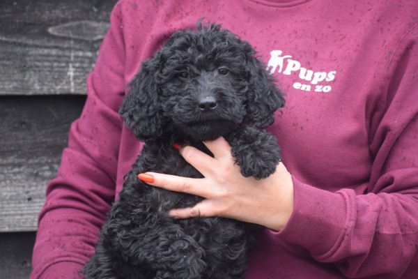 Labradoodle (teef) 77697