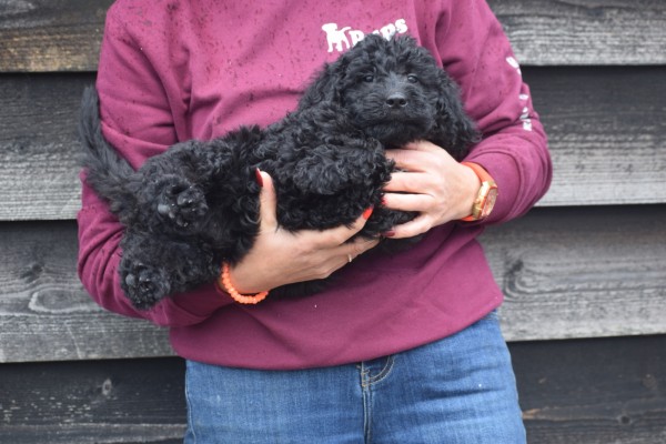 Labradoodle (teef) 77697