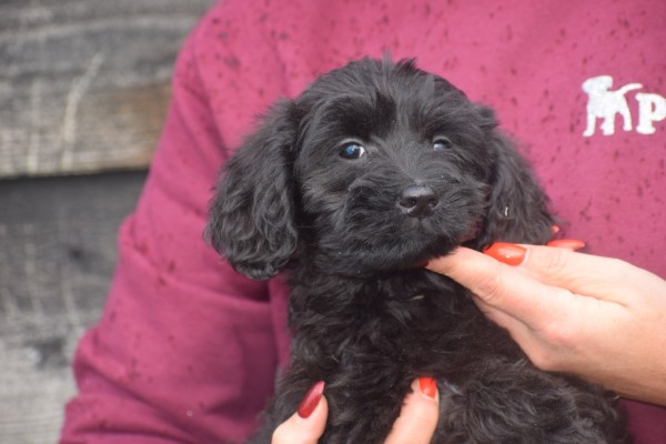 Labradoodle (teef) 77784