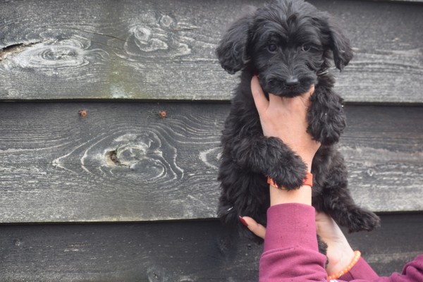 Labradoodle (teef) 77784