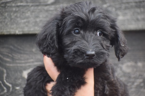 Labradoodle (teef) 77784