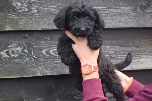 Labradoodle (teef) 77784