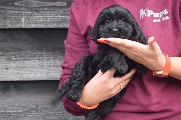 Labradoodle (teef) 78786