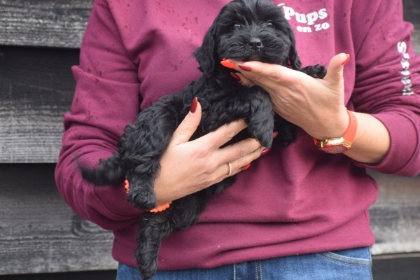 Labradoodle (teef) 78786