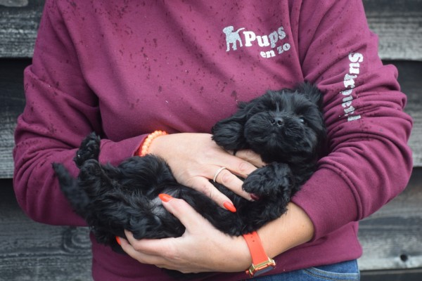 Labradoodle (teef) 78786