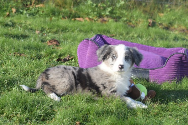 Australische herder x Berner Sennen (reu) 66083