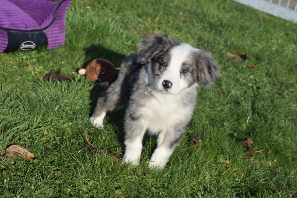 Australische herder x Berner Sennen (reu) 66083