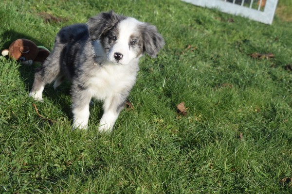 Australische herder x Berner Sennen (reu) 66083