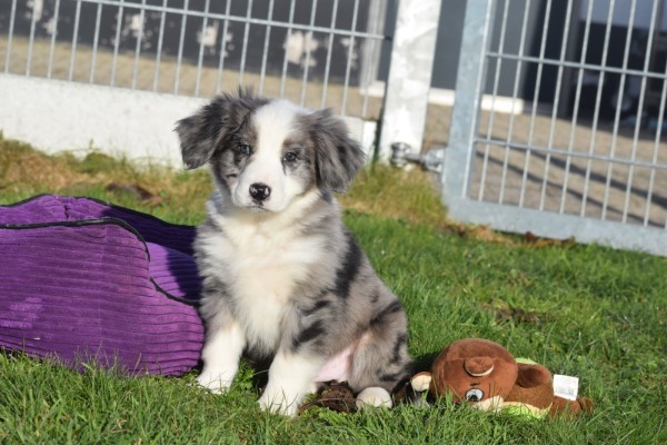 Australische herder x Berner Sennen (reu) 66083