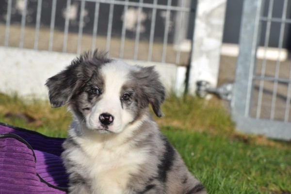 Australische herder x Berner Sennen (reu) 66083