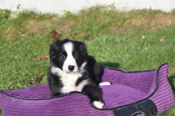 Australische herder x Berner Sennen (teef) 67091