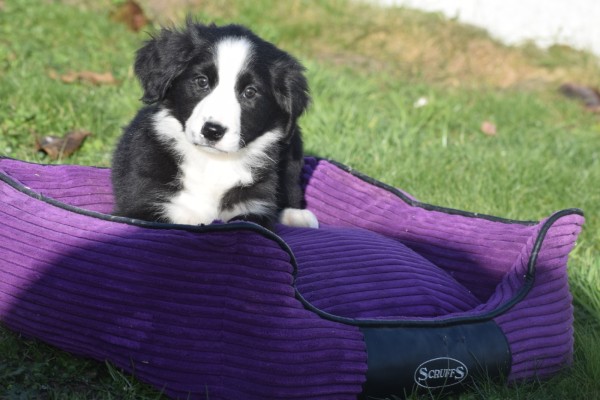 Australische herder x Berner Sennen (teef) 67091