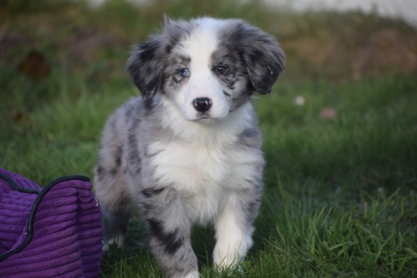 Australische herder x Berner Sennen (reu) 66711